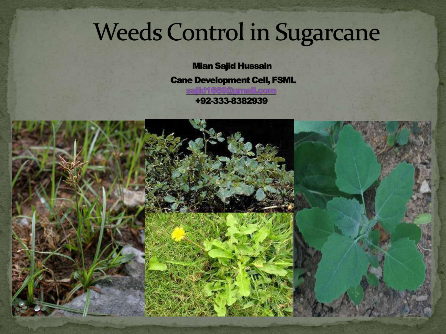 weedscontrolinsugarcane-130620215928-phpapp02