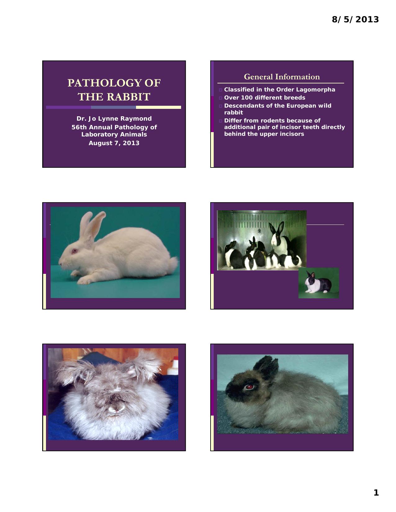 'pathology of the Rabbit 2013