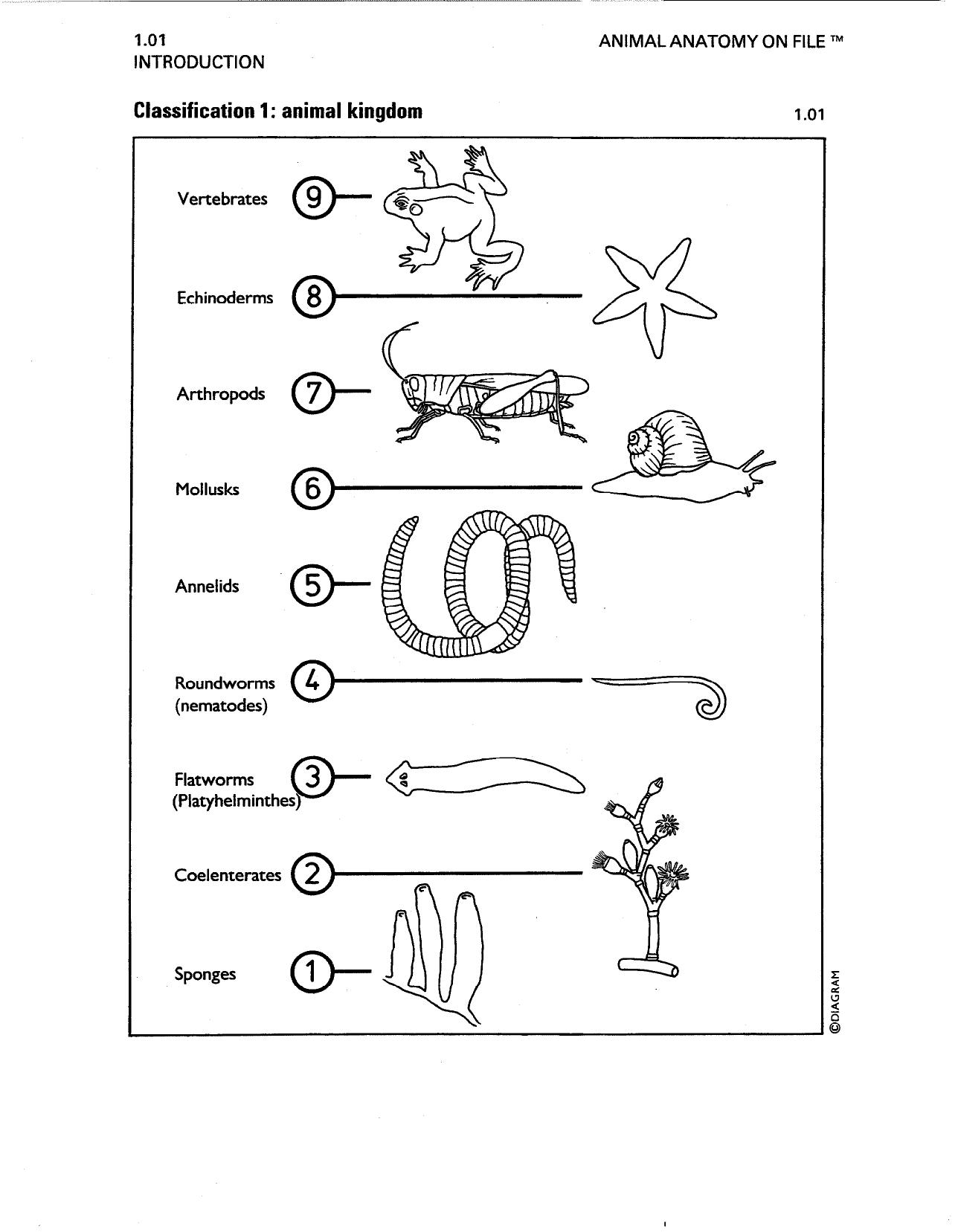 Animal Anatomy on File (Facts on File Science Library) by Diagram Group