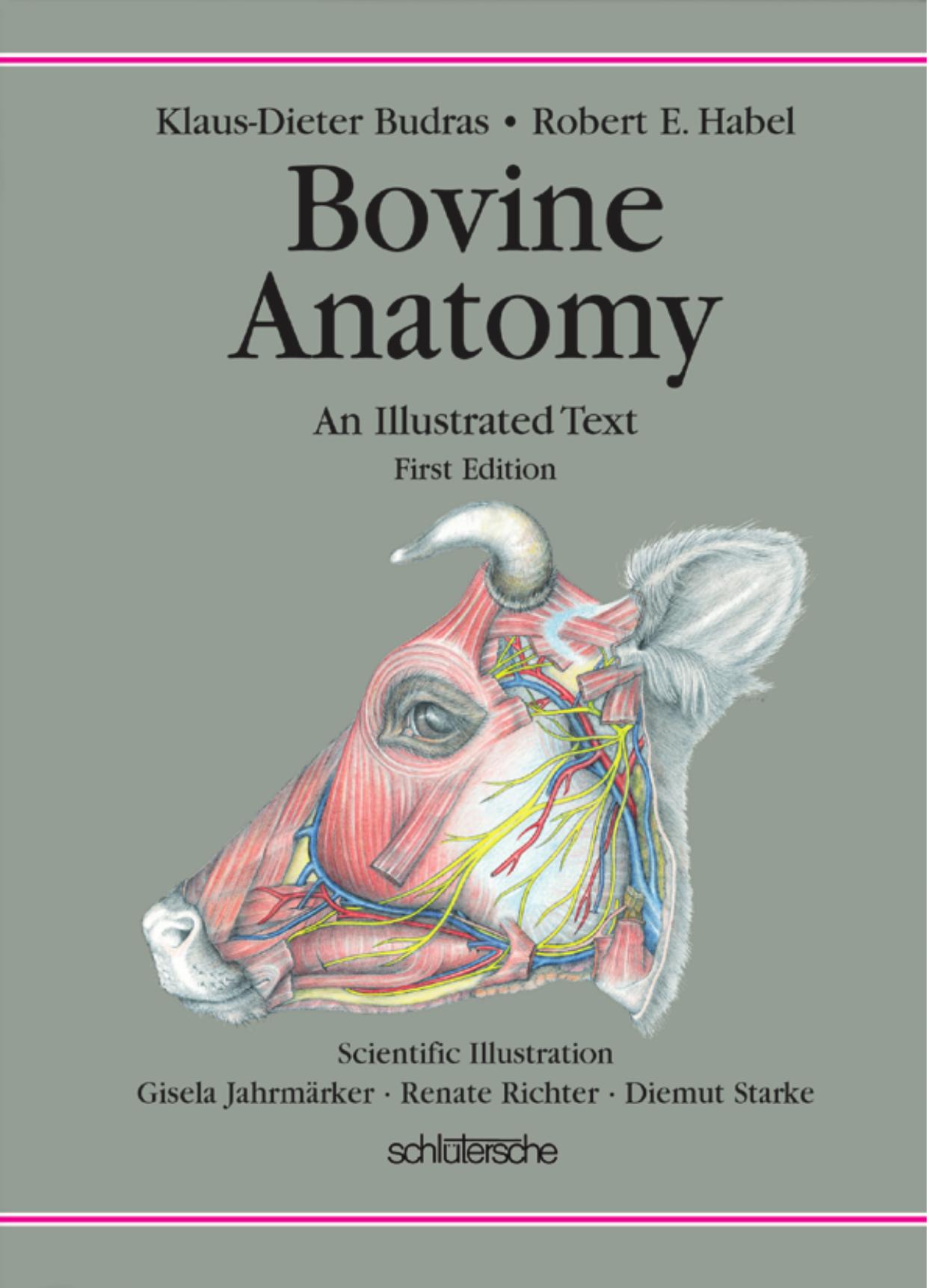 Bovine Anatomy, An Illustrated Text