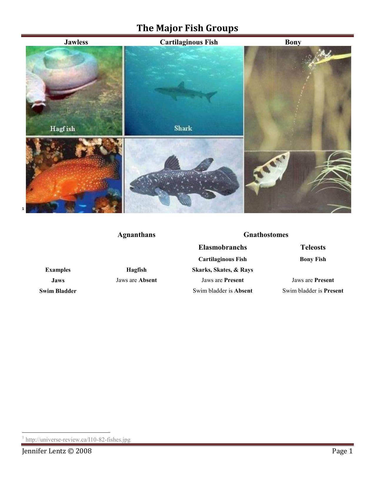 Fish Anatomy 2008