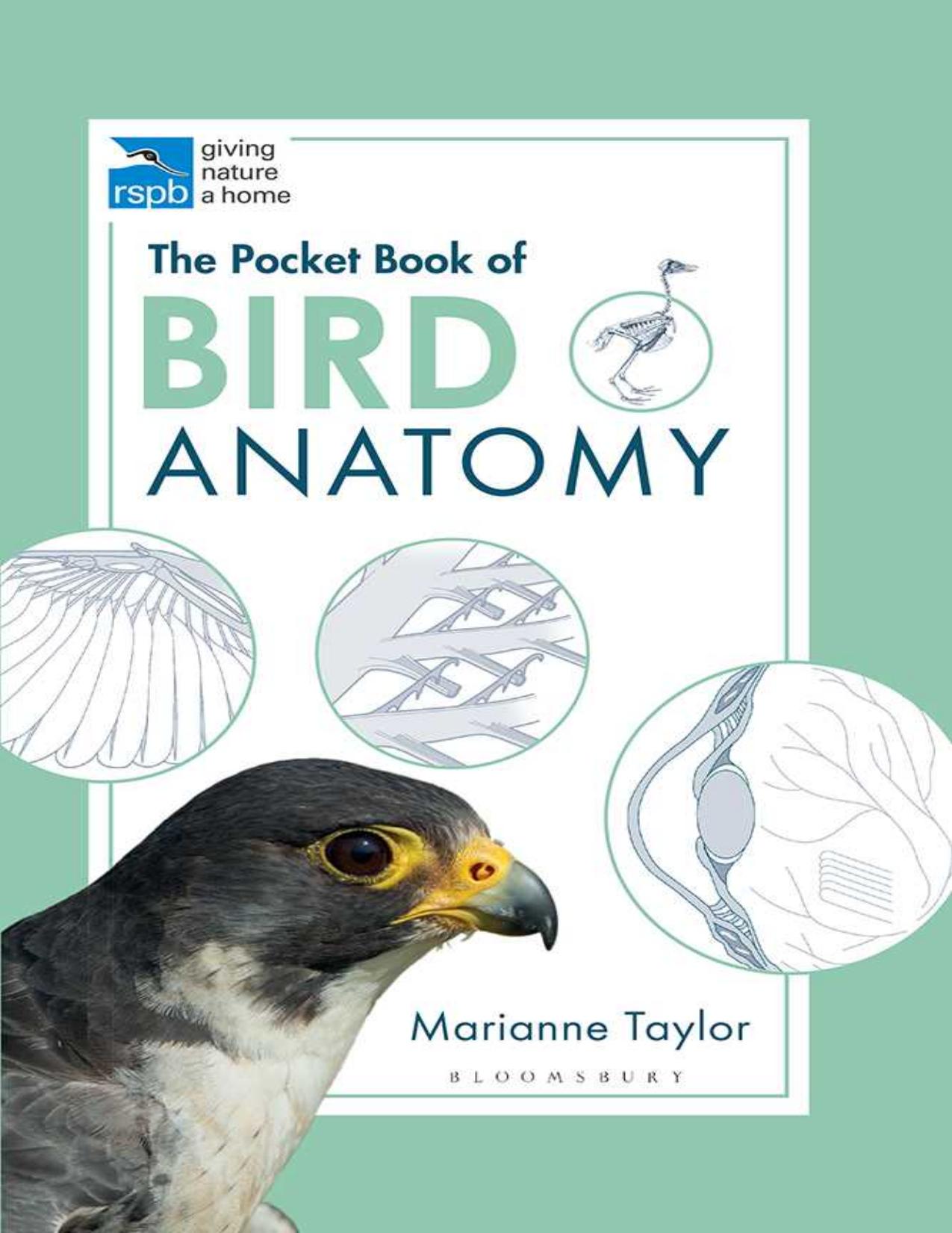 Pocket Book Of Bird Anatomy