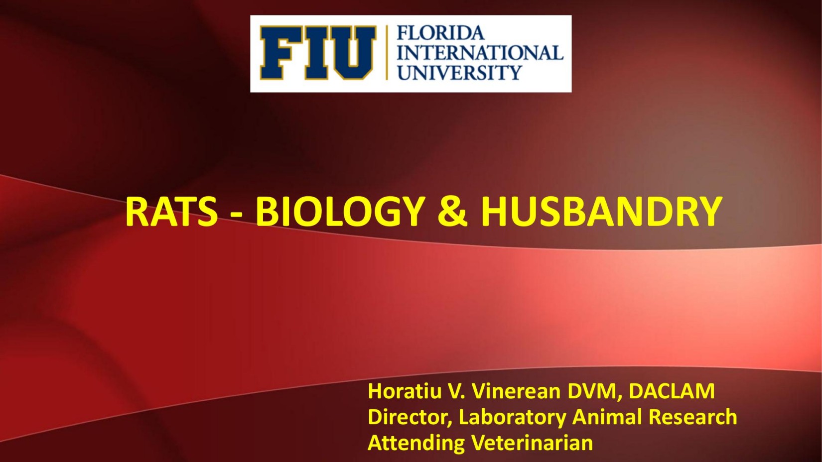 rats-biology-husbandry