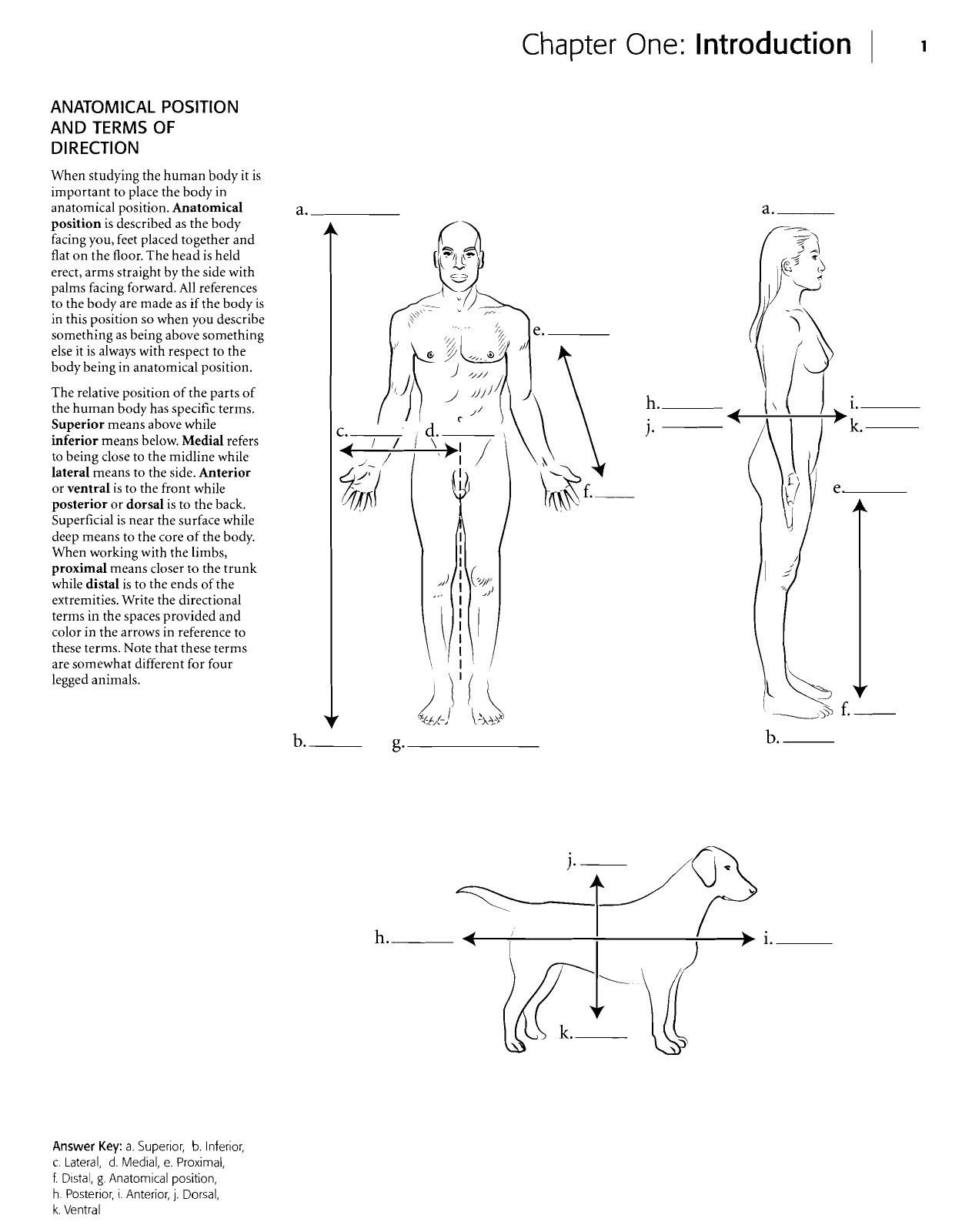 Anatomy Coloring Book (pdf)