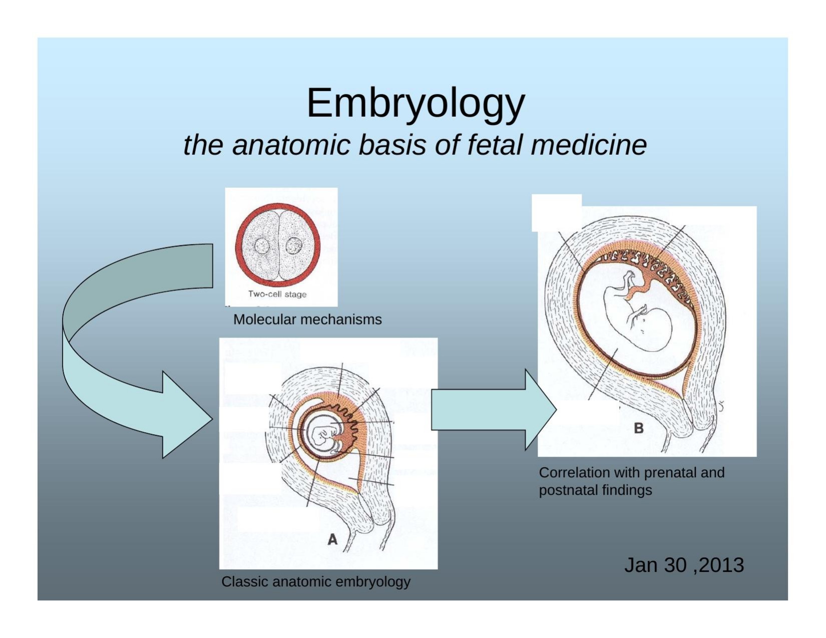 Microsoft PowerPoint - Embryology 2013.ppt [Compatibility Mode]